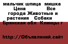 мальчик шпица (мишка) › Цена ­ 55 000 - Все города Животные и растения » Собаки   . Брянская обл.,Клинцы г.